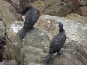 Cormarans at Tathra